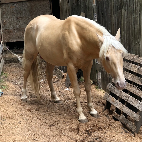 Meet your Posher, Bela 🐰 - Picture 4 of 7